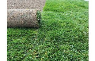 Gazon de placage Rustique - Prix départ au m²