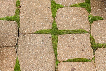 Comment faire partir les mousses ?