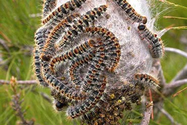 Comment se débarrasser de la chenille processionnaire ? 