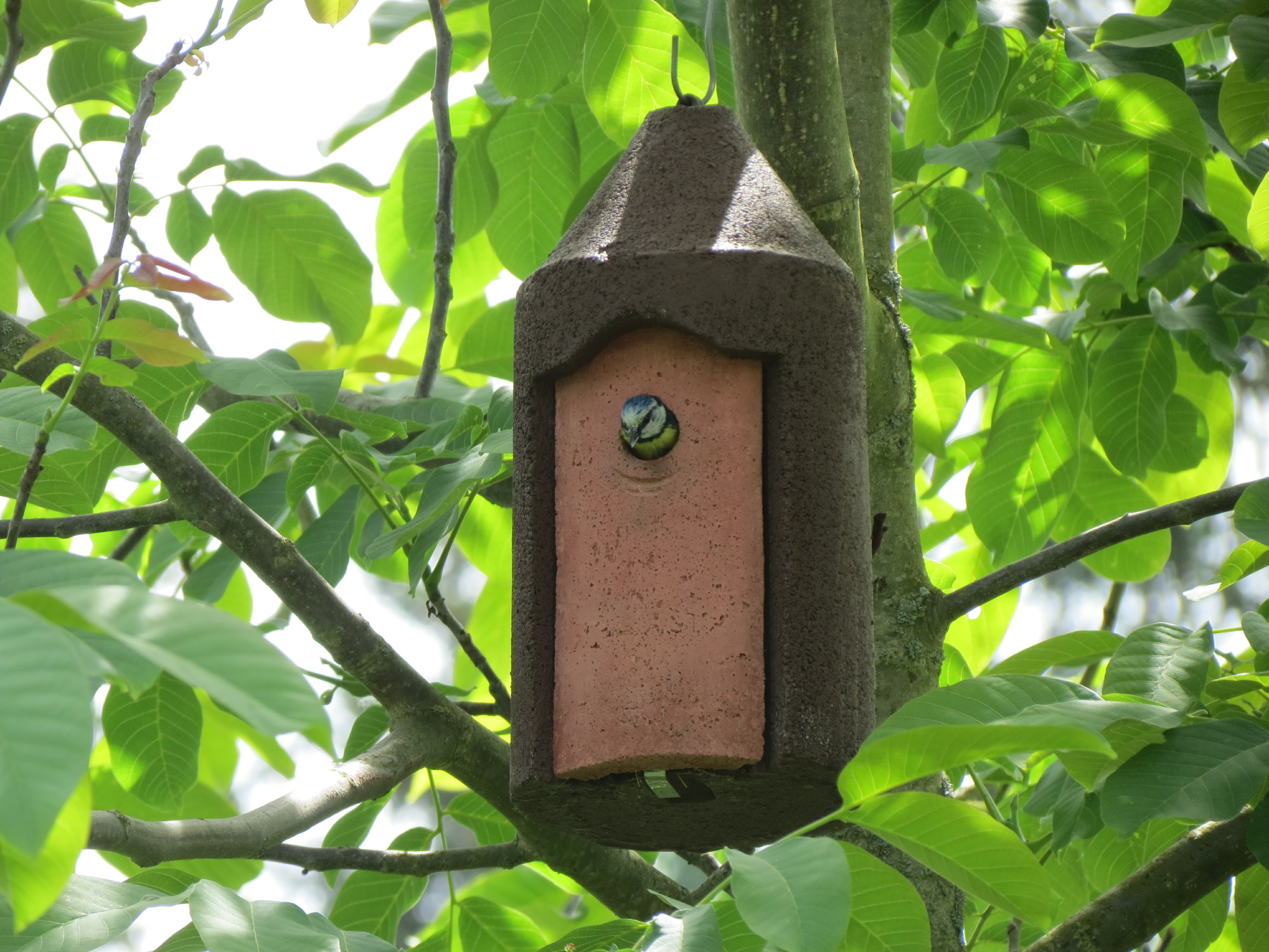 Pourquoi choisir les nichoirs Schwegler ?