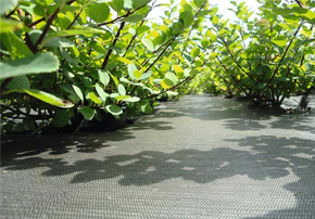 Quelle toile de paillage choisir ?